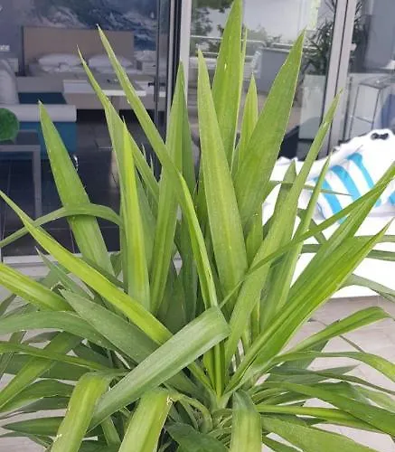 George 1 Apartament *